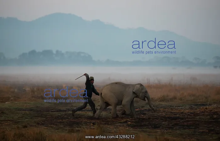 : Indian Elephant - receiving beating from mahout : Indian Elephant - receiving beating from mahout