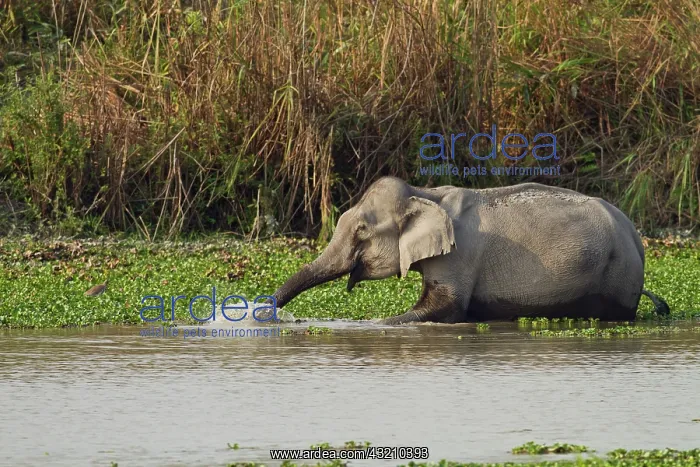 : Indian Elephant in the river Brahamputra : Indian Elephant in the river Brahamputra