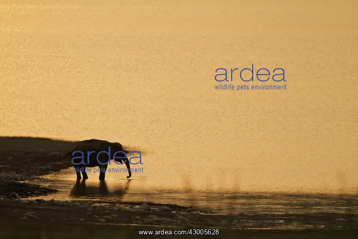 : Indian Elephant on riverbank at sunset : Indian Elephant on riverbank at sunset