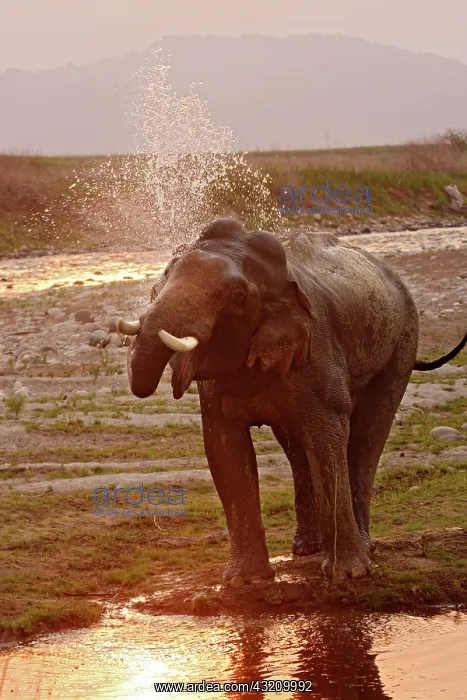 : Indian Elephant splashing water, Corbett : Indian Elephant splashing water, Corbett