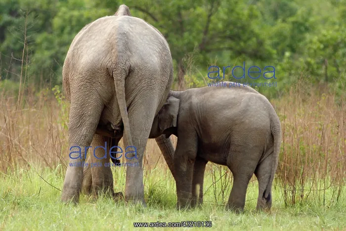 : Indian Elephant suckling the calf, Corbett : Indian Elephant suckling the calf, Corbett