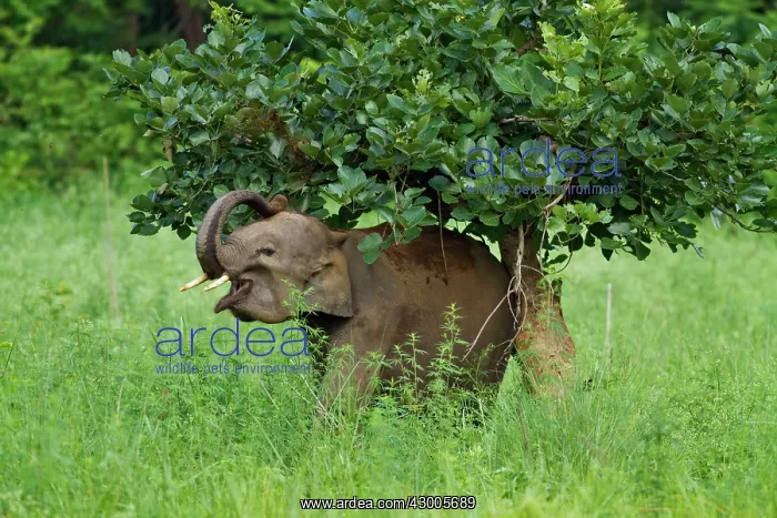 : Indian Elephant taking dust bath under tree : Indian Elephant taking dust bath under tree