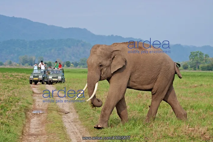 : Indian Elephant with tourists : Indian Elephant with tourists
