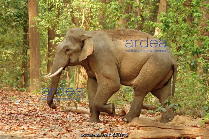 : Indian Elephant (Tusker) coming out of Sal : Indian Elephant (Tusker) coming out of Sal