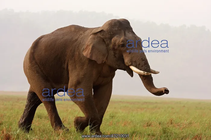 : Indian Elephant (Tusker) on the move, Corbett : Indian Elephant (Tusker) on the move, Corbett