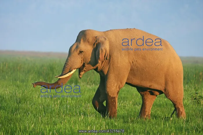 : Indian Elephant (Tusker) on the move, Corbett : Indian Elephant (Tusker) on the move, Corbett
