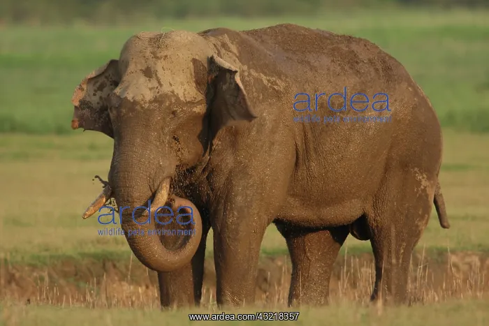 : Indian Elephant (Tusker) in the rainfilled : Indian Elephant (Tusker) in the rainfilled