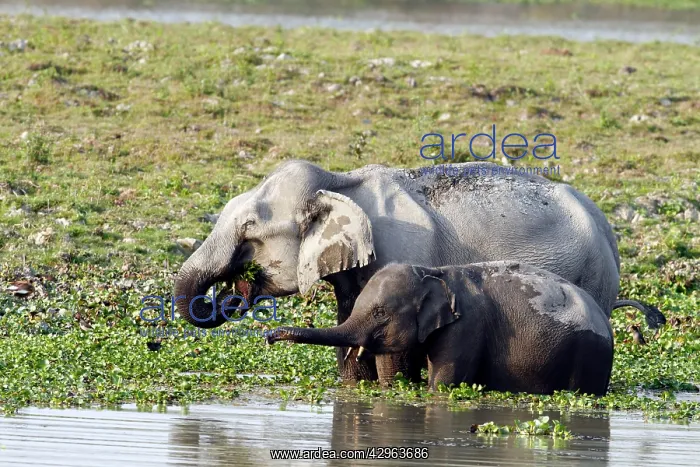 : Indian Elephant - & young - feeding in the river Brahamputra : Indian Elephant - & young - feeding in the river Brahamputra