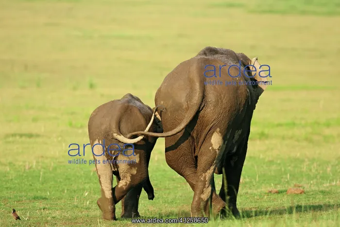 : Indian Elephant & young one, Corbett National : Indian Elephant & young one, Corbett National