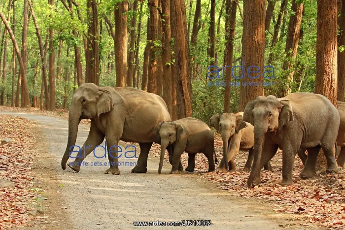 : Indian Elephants crossing the road, Corbett : Indian Elephants crossing the road, Corbett