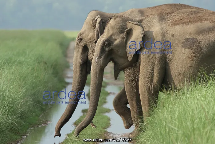 : Indian Elephants crossing the track, Corbett : Indian Elephants crossing the track, Corbett