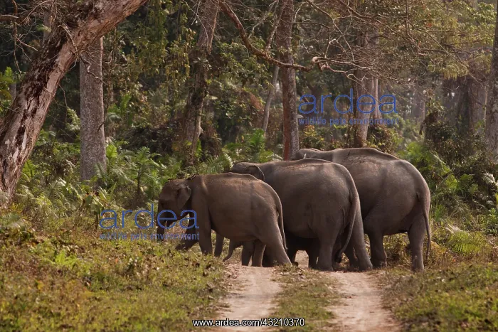 : Indian Elephants crossing the track, Kazirranga : Indian Elephants crossing the track, Kazirranga