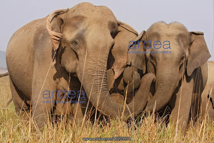 : Indian Elephants expressing soladarity, Corbett : Indian Elephants expressing soladarity, Corbett