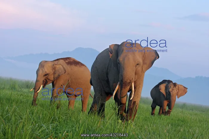 : Indian Elephants in the grassland, Corbett : Indian Elephants in the grassland, Corbett
