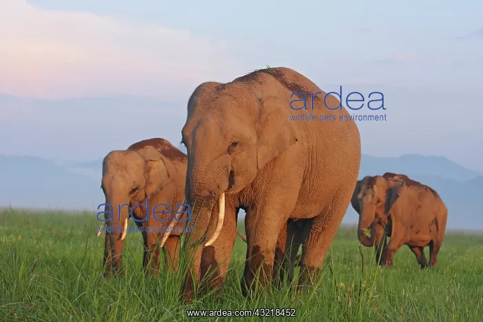 : Indian Elephants in the grassland, Corbett : Indian Elephants in the grassland, Corbett