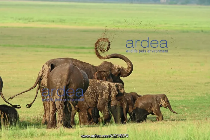 : Indian Elephants mud bathing, Corbett National : Indian Elephants mud bathing, Corbett National