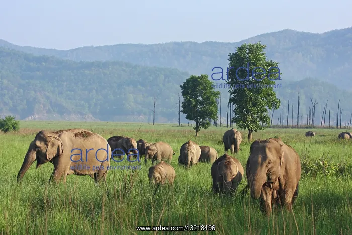 : Indian Elephants in the open country, Corbett : Indian Elephants in the open country, Corbett