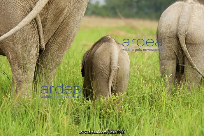 : Indian Elephants - back view of calf : Indian Elephants - back view of calf