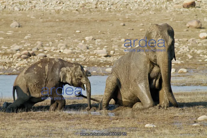 : Indian Elephants wallowing in mud : Indian Elephants wallowing in mud