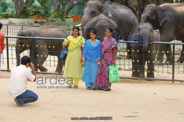: Indian family at Bombay Zoo - with Elephants in background : Indian family at Bombay Zoo - with Elephants in background