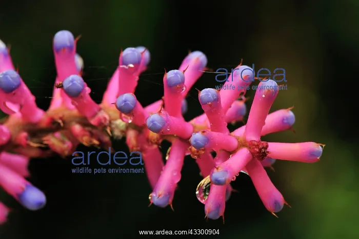 : Indian Flower - Bromeliad : Indian Flower - Bromeliad