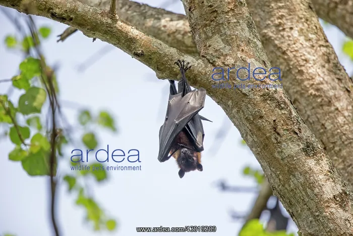 : Indian Flying Fox : Indian Flying Fox