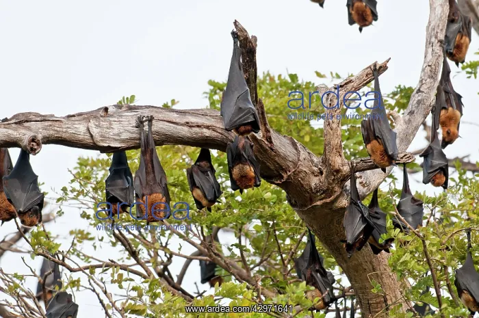 : Indian Flying Fox - group hanging from dead branch : Indian Flying Fox - group hanging from dead branch