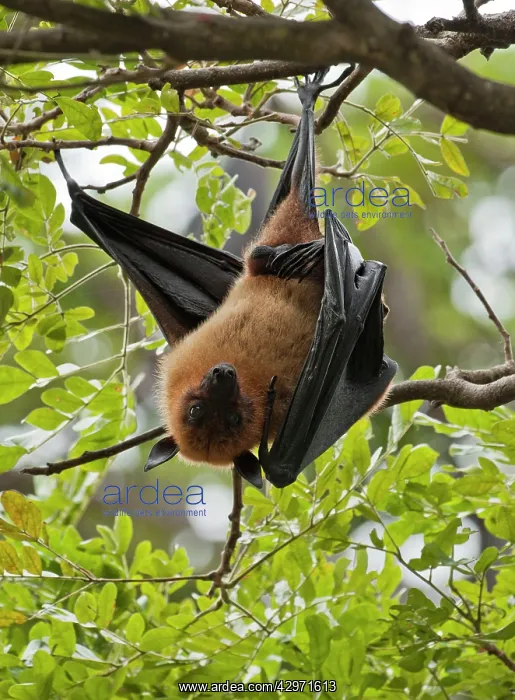 : Indian Flying Fox - hanging from tree with one : Indian Flying Fox - hanging from tree with one