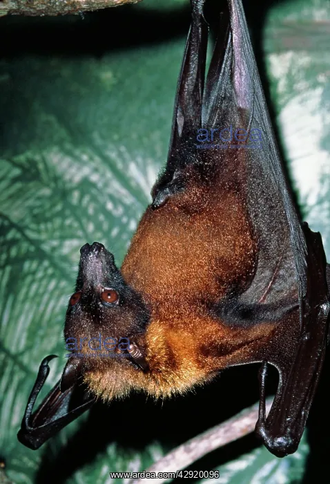 : Indian Flying Fox - hangs : Indian Flying Fox - hangs