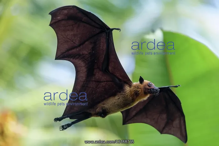 : Indian Flying Fox (Pteropus medius), in flight : Indian Flying Fox (Pteropus medius), in flight