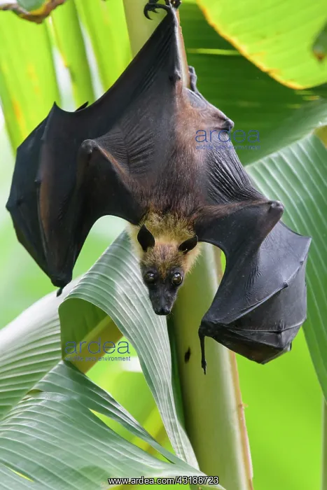 : Indian Flying Fox (Pteropus medius), Kuramathi : Indian Flying Fox (Pteropus medius), Kuramathi