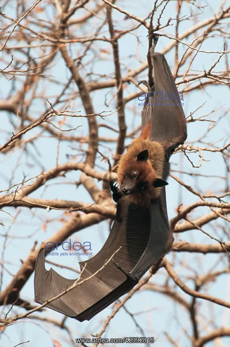 : Indian flying fox - at roost : Indian flying fox - at roost