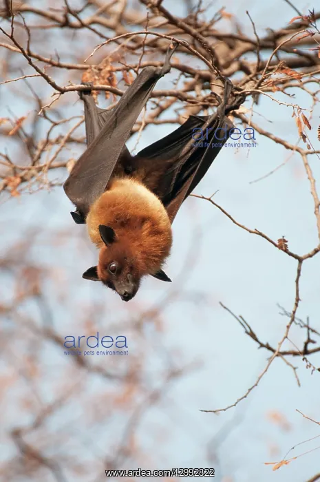 : Indian flying fox - at roost - looking down : Indian flying fox - at roost - looking down