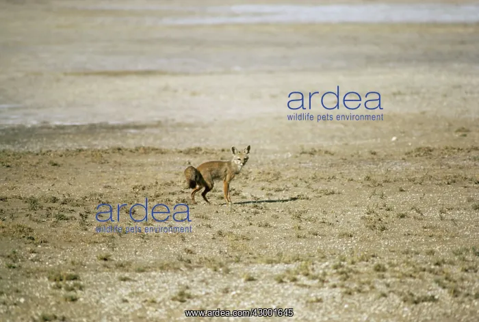  : Indian Fox