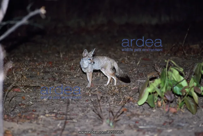 : Indian Fox / Bengal Fox : Indian Fox / Bengal Fox