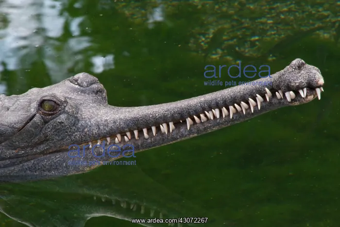 : Indian Gavial or Gharial : Indian Gavial or Gharial
