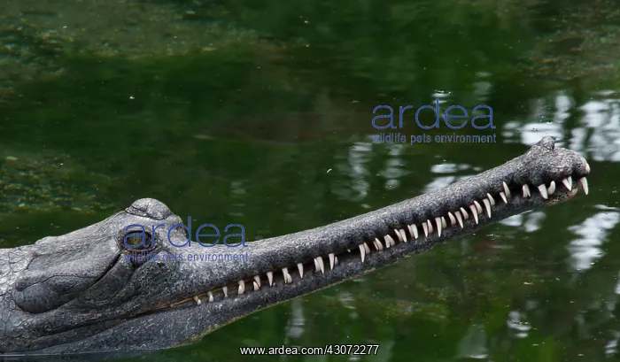 : Indian Gavial or Gharial : Indian Gavial or Gharial