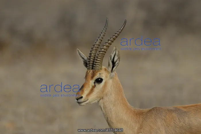 : Indian Gazelle : Indian Gazelle