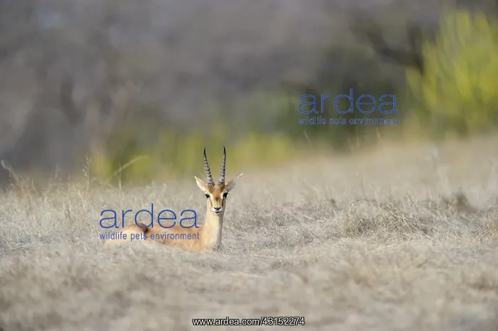 : Indian Gazelle : Indian Gazelle