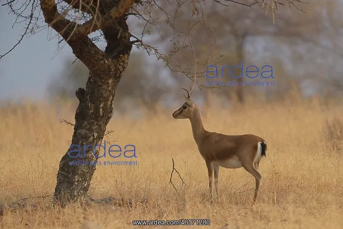 : Indian Gazelle : Indian Gazelle