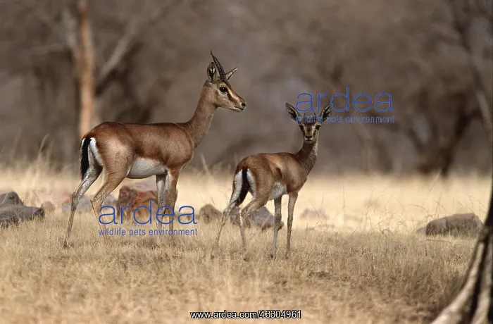 : INDIAN GAZELLE / CHINKARA herd : INDIAN GAZELLE / CHINKARA herd