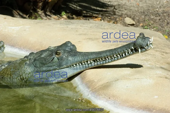 : Indian Gharial : Indian Gharial