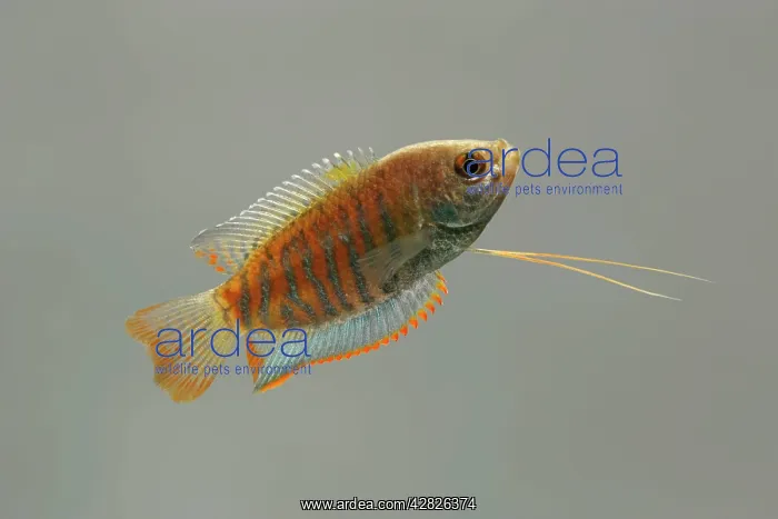 : Indian Giant Gourami - male side view : Indian Giant Gourami - male side view