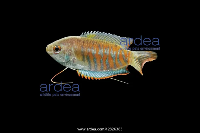 : Indian giant gourami - male side view : Indian giant gourami - male side view