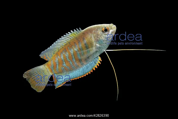 : Indian giant gourami - male side view : Indian giant gourami - male side view