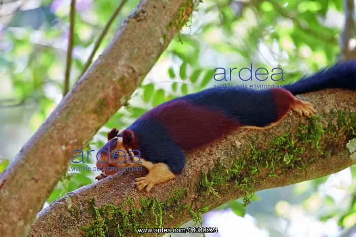 : Indian Giant Squirrel / Malabar Giant Squirrel : Indian Giant Squirrel / Malabar Giant Squirrel