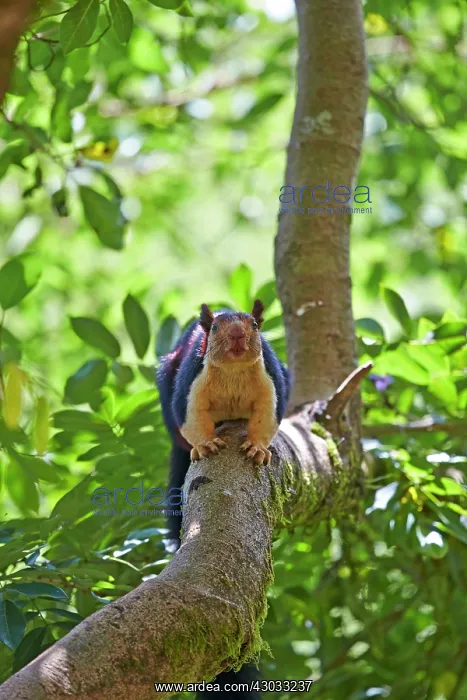 : Indian Giant Squirrel / Malabar Giant Squirrel : Indian Giant Squirrel / Malabar Giant Squirrel