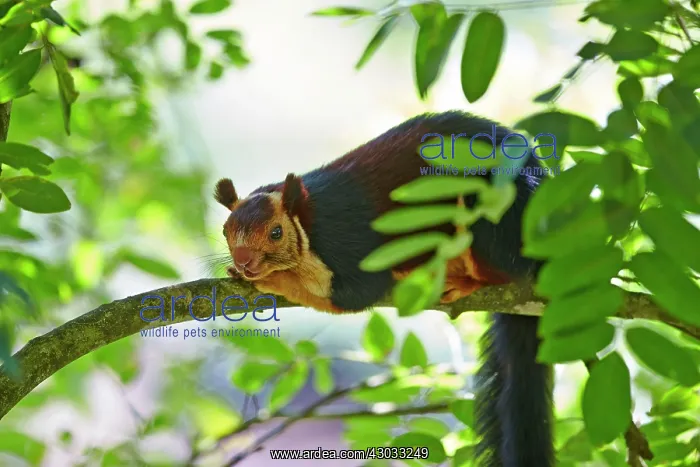 : Indian Giant Squirrel / Malabar Giant Squirrel : Indian Giant Squirrel / Malabar Giant Squirrel