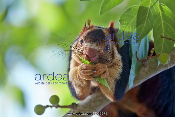: Indian Giant Squirrel / Malabar Giant Squirrel : Indian Giant Squirrel / Malabar Giant Squirrel