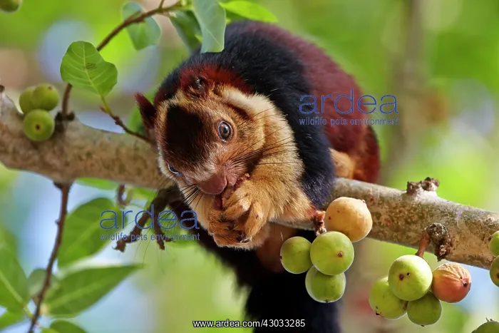 : Indian Giant Squirrel / Malabar Giant Squirrel : Indian Giant Squirrel / Malabar Giant Squirrel